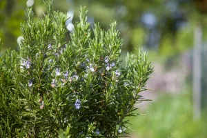 Ce Înseamnă Că Planta De Rozmarin Înflorește?