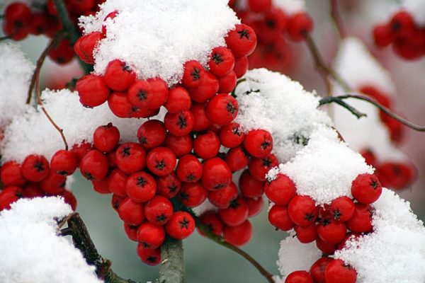 Fructe