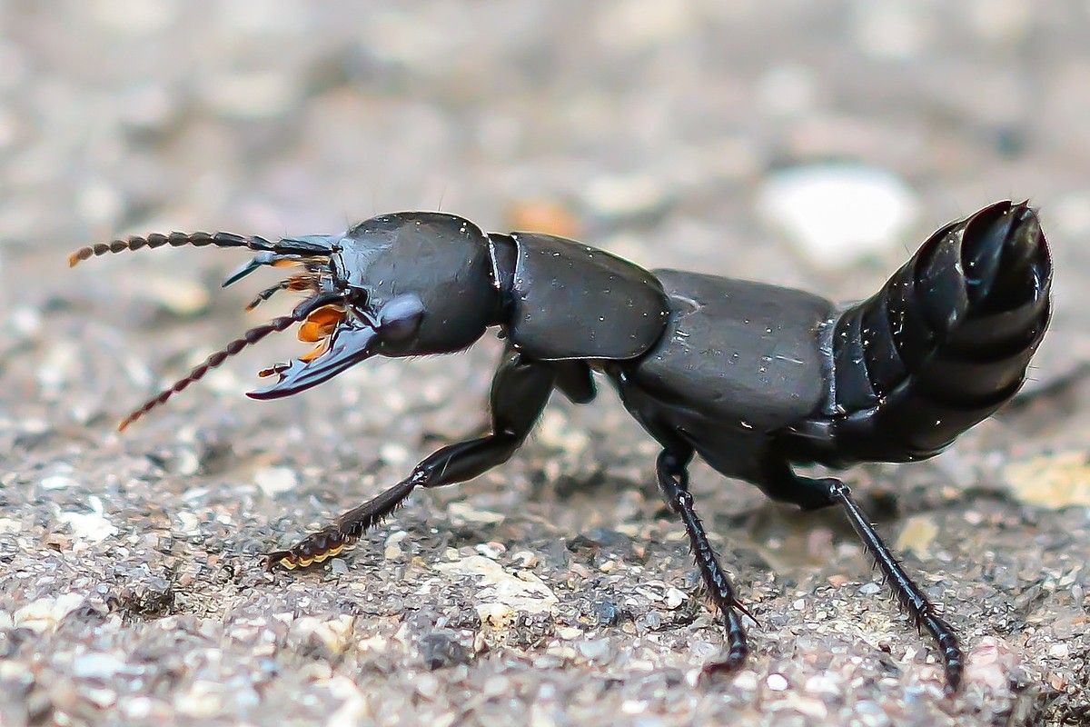 Staphylinul: Nu, Nu Este Un Scorpion! Este Foarte Util În Grădină!