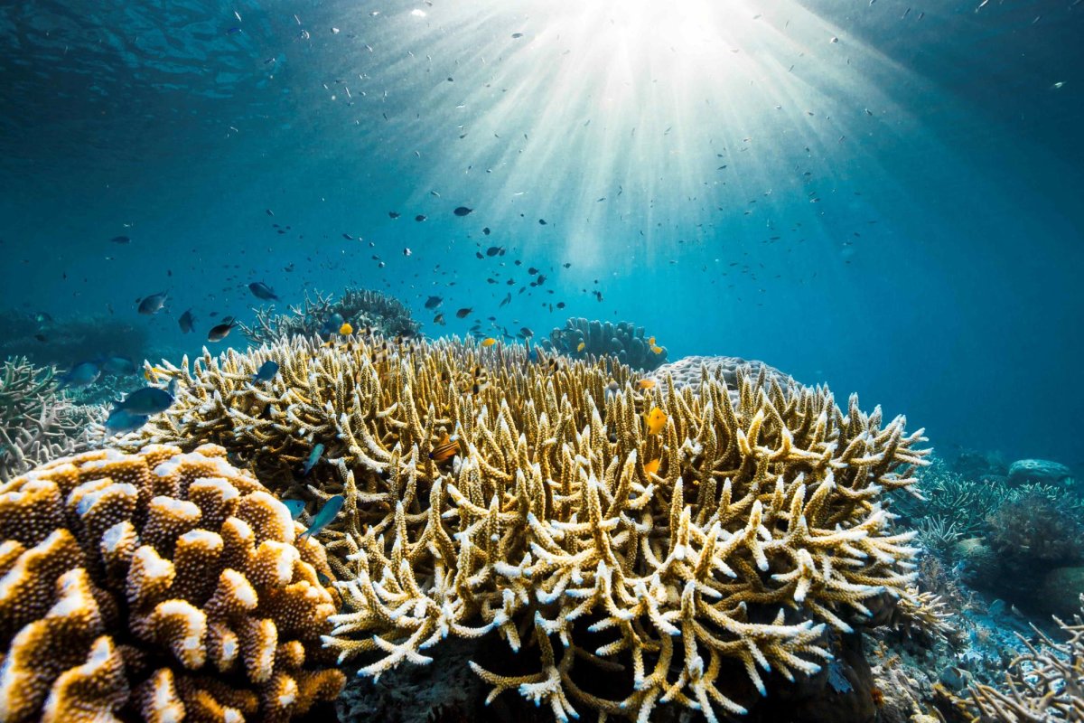 Blocăm „Toaleta De Carbon” A Oceanului, Iar Acest Lucru Ne Va Aduce Numai Probleme