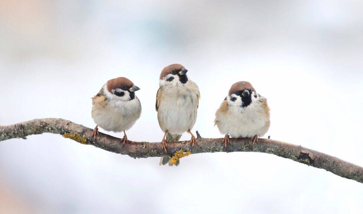 Animală