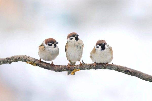 Animală