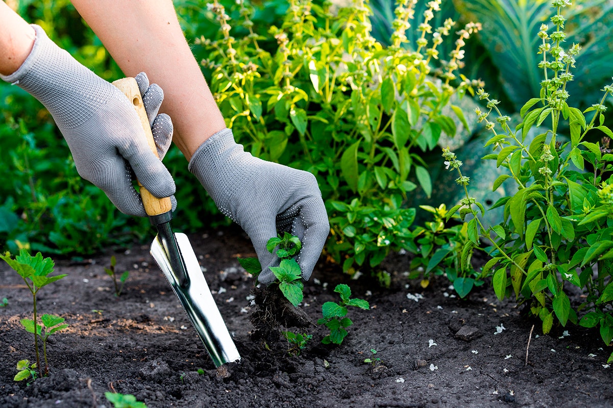 Acest Truc Natural Blochează 90% Din Buruieni Încă Din Octombrie