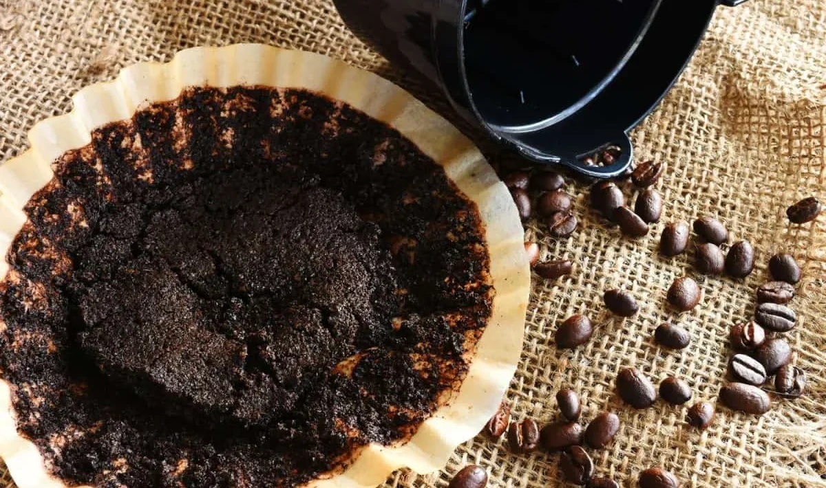 Cafea