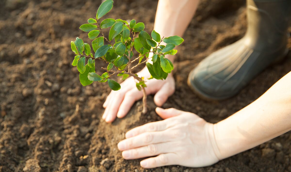 Plantă