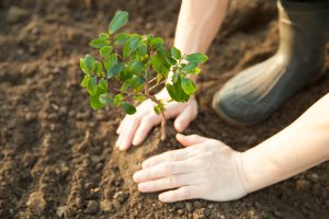 O Singură Plantă În Octombrie Și Pomii Fructiferi Se Vor Bucura De Un Îngrășământ Natural Pe Tot Parcursul Anului