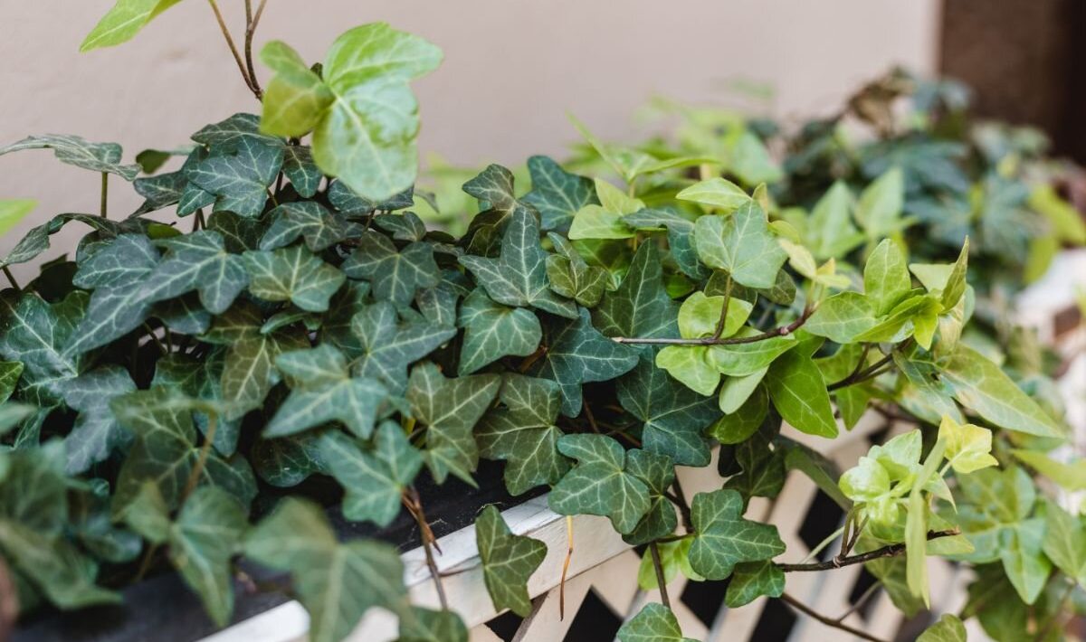 Planta