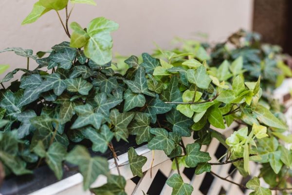 Planta