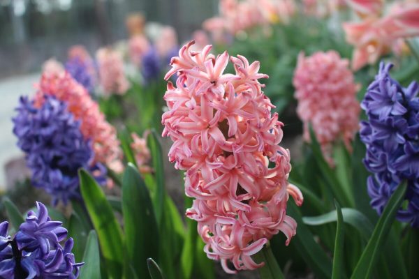 Floare