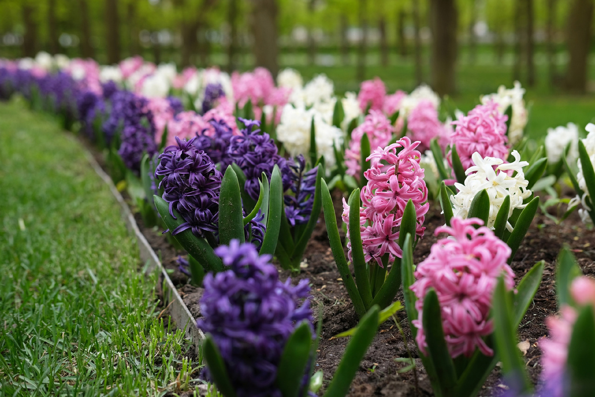 Această Magnifică Floare Uitată Este Vedeta Toamnei 2025