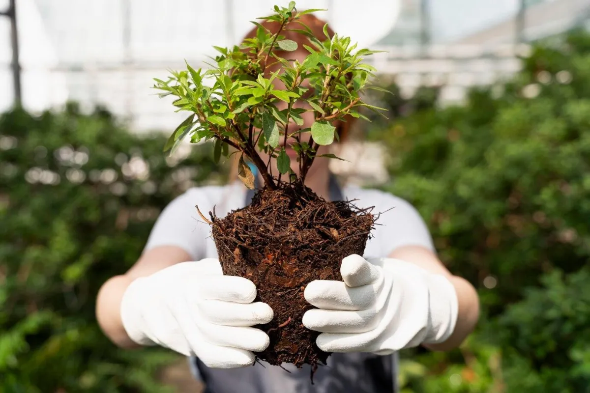 O Singură Plantă În Octombrie Și Pomii Fructiferi Se Vor Bucura De Un Îngrășământ Natural Pe Tot Parcursul Anului